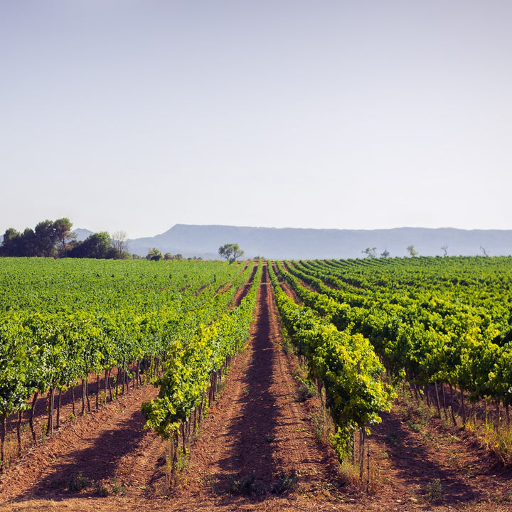 厳選スペインワイン6本セット(750ml×6本)※送料込み 沖縄・離島を除く