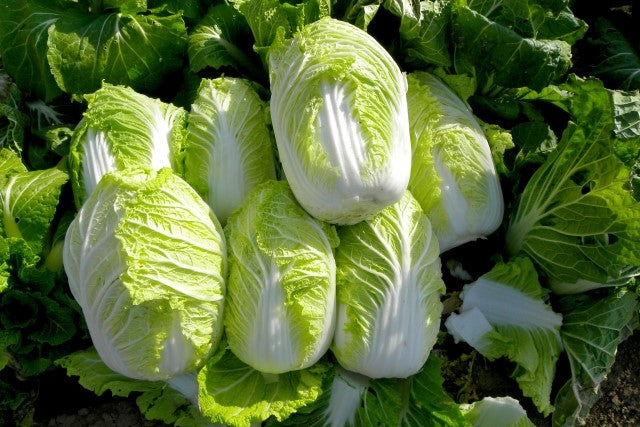 実は栄養満点だって知ってた？白菜のおいしい食べ方を伝授！