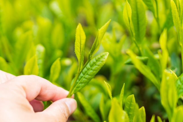 新茶の時期限定！旬のお茶の魅力に迫る